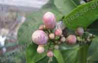 _Bergamot blossom from flower collection.