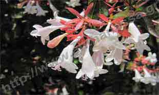 _Flower of abelia.