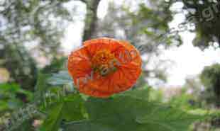 _Flower of abutilon.