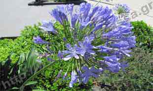 _Flower of agapanthus.