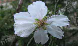 _Flower of almond.