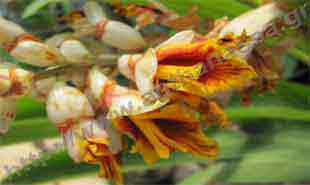 _Flower of alpinia.