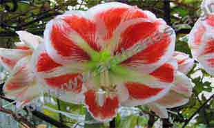 _Flower of amaryllis.