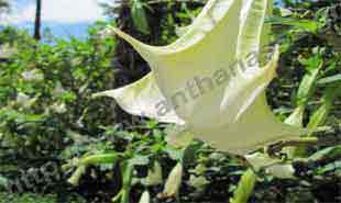 _Flower of angel_trumpet.