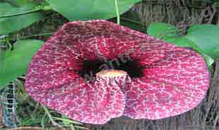 _Flower of aristolochia.