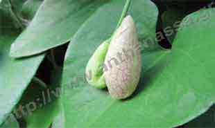 _Flower of aristolochia.