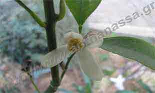 _Flower of bergamot.