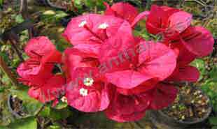 _Bracts of bougainvillea.