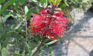 _Flower of callistemon.