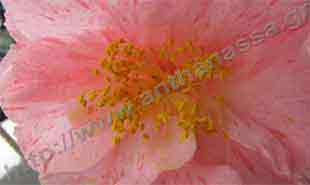 _Flower of camellia.