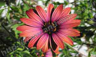 _Flower of cape marigold.