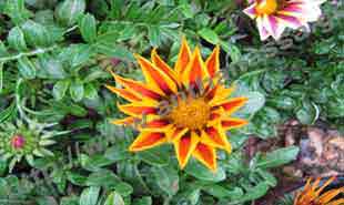 _Flower of cape marigold.