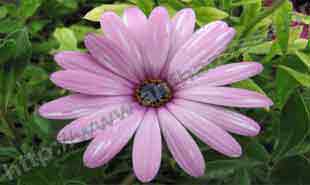 _Flower of cape marigold.