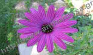 _Flower of cape marigold.