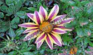 _Flower of cape marigold.