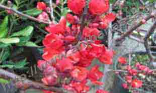 _Flower of chaenomeles.