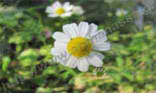 _Flower of chamomile.