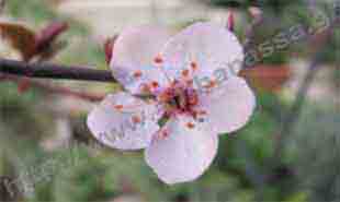 _Flower of cherry plum.