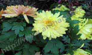 _Flower of chrysanthemum.