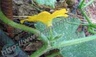 _Flower of cucumber (male).