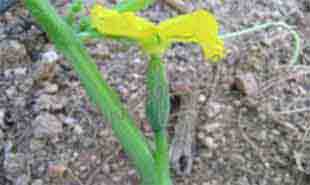 _Flower of cucumber (female).