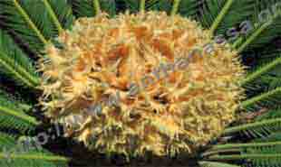 _Flower of cycas (female).