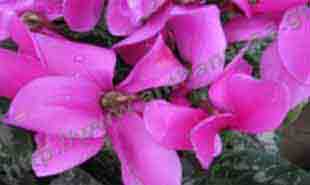 _Flower of cyclamen.