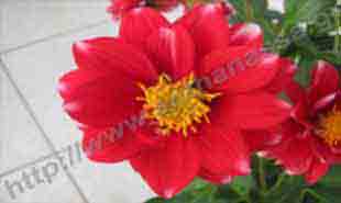 _Flower of dahlia.