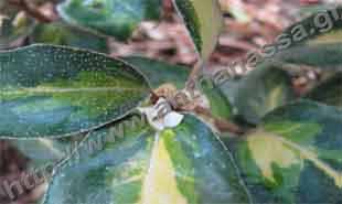 _Flower of elaeagnus.