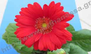 _Flower of gerbera.