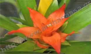 _Flower of guzmania_001.