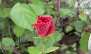 _Flower of hibiscus sinensis.