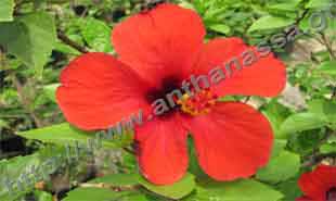 _Flower of hibiscus sinensis.