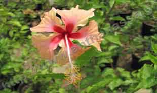 _Flower of hibiscus sinensis.