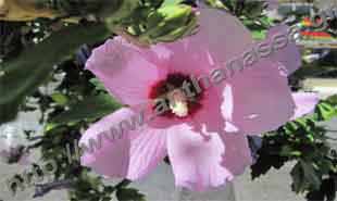 _Flower of hibiscus syriacus.