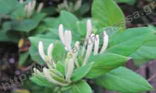 _Flower of honeysuckle (closed).