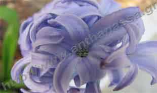 _Flower of hyacinth.