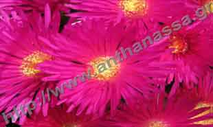_Flower of lampranthus.