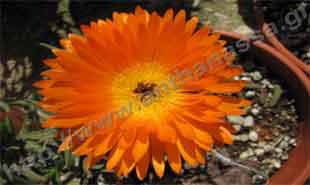 _Flower of lampranthus.