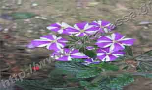 _Flower of lantana.