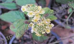 _Flower of lantana.