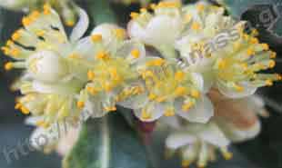 _Flower of laurus.