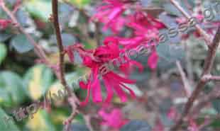 _Flower of loropetalum.