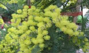 _Flower of mimosa.