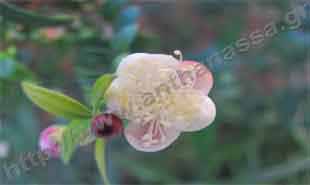 _Flower of myrtus tarentina.