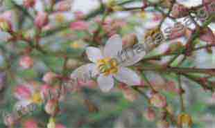 _Flower of nandina domestica.