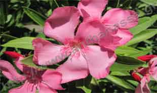 _Flower of oleander.