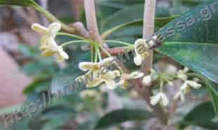 _Flower of osmanthus fragrans.