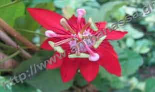 _Flower of passion flower.