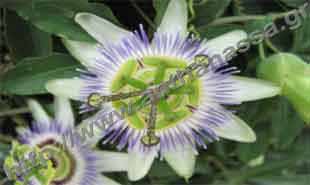 _Flower of passion flower.